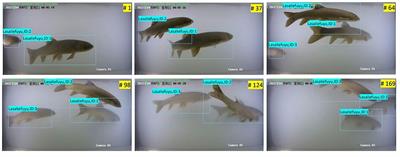 Dynamic identification and automatic counting of the number of passing fish species based on the improved DeepSORT algorithm